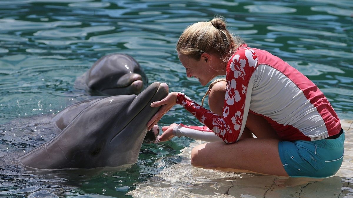 Delfín v akváriu na Floridě napadl cvičitelku